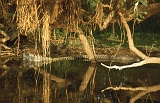 665_Krokodil, Yellow Water - Kakadu
